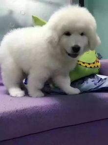 巨型犬大白熊 品質(zhì)保障與健康承諾的完美選擇