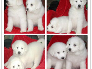 王者風(fēng)范，品質(zhì)之選——雙血統(tǒng)大白熊犬基地直銷