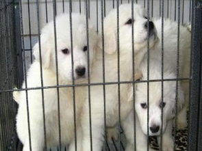 成都專業(yè)犬舍出售健康三月齡大白熊幼犬，公母齊全并附健康保障協(xié)議