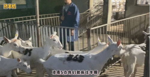 透明工藝，安心之選 谷登大白寵物羊奶，開啟國(guó)內(nèi)寵物食品新標(biāo)準(zhǔn)