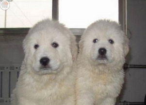 純種大白熊幼犬 健康大骨量、豐厚毛量的理想家庭伴侶