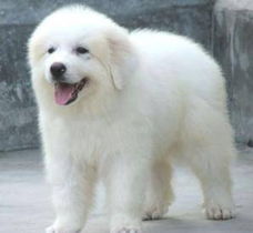 無錫大白熊犬購(gòu)買指南 渠道、價(jià)格與健康須知